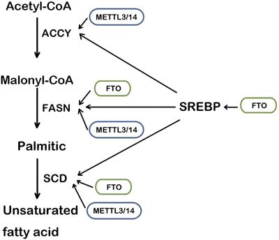 The role of RNA m6A methylation in lipid metabolism